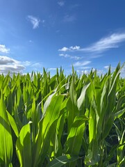 Obraz premium Field with green corn, blue sky