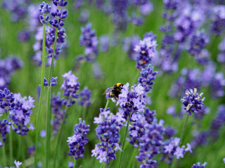 ラベンダーと蜂