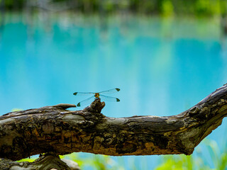 青い池ととんぼ