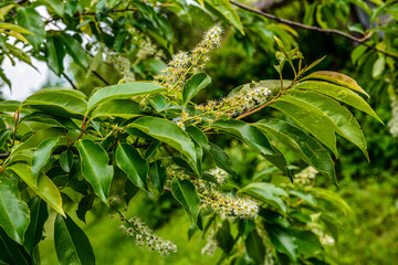 White inflorescence of Bird cherry