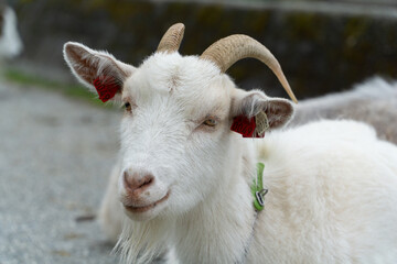 Obraz premium Goat in the close up in the street farm in Norway