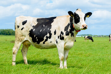 Portret of a Dutch cow in pasture (05) - obrazy, fototapety, plakaty