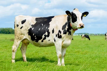 Foto op Canvas Portret of a Dutch cow in pasture (05) © Manfred Grund