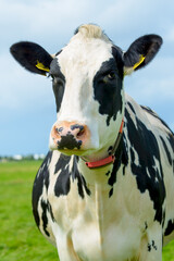 Portret of a Dutch cow in pasture (04)