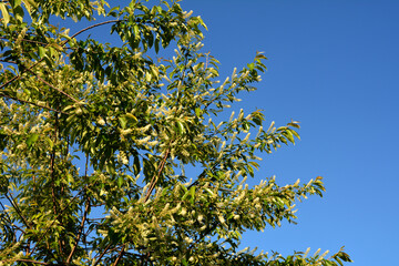 White inflorescence of Bird cherry