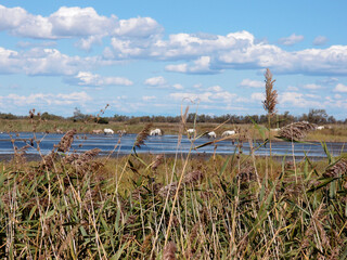 Herd of horses at a watering hole on the river