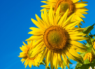 Nice sunflowers on rural faming field under blue sky
