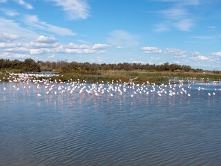 Naklejka na ściany i meble A flock of greater flamingos in the lake's water