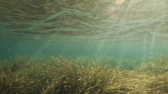 Snorkeling under shallow waters with huge amounts of seaweeds and ray lights
