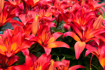 Orange lily flowers. Bright red flower of lily in the garden texture background. Selective focus shallow DOF  - Powered by Adobe