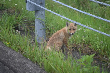 野生のキタキツネの子供