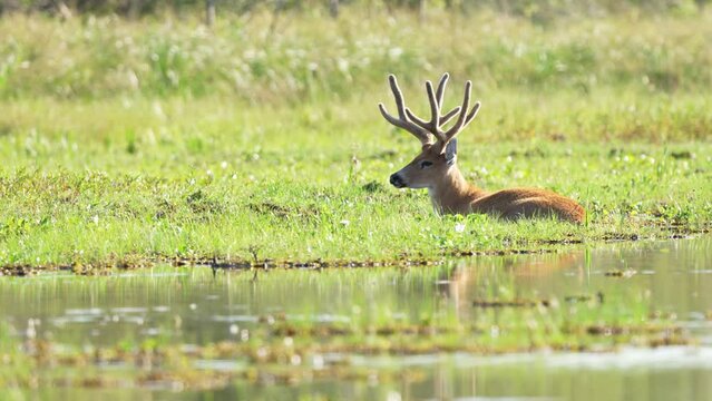 beautiful wild male Marsh deer resting on swamp meadow. Wetlands of South America