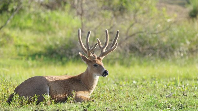 male Marsh deer, Blastocerus dichotomus, basking in sunlight lying on grass. South American wildlife, animal conservation