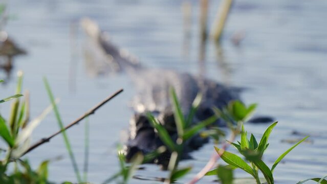 an Yacare Caiman stands alertness on lake surface. focus behind foliage