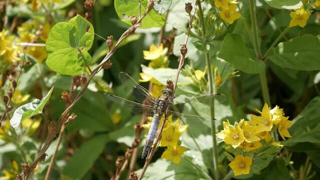 Exemplar of Dragonfly species, black-tailed skimmer perched on flowered bush branch. Male with blue pruinosity abdomen. Veined wing (Comstock&ndash;Needham system) spread. Visible pterostigmas. Takes off