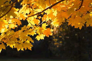 Autumn background with golden and orange maple leaves glowing in the sun. Autumn concept. Space for text. Copy space