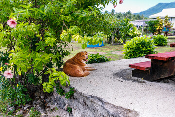 The virgin nature of French Polynesia with its beautiful landscapes