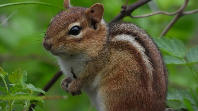 close up shot of a cute little chipmunk between the branches of a green bush