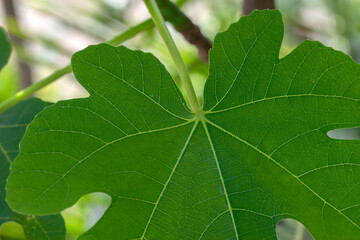 Close Up Leaf Ficus Carica Tree At Amsterdam The Netherlands 2-6-2022