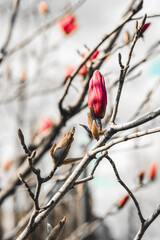 Magnolia is a genus of flowering plants in the Magnoliaceae family