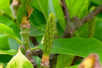 Close Up Remainders Magnolia Soulangeana Tree Flower At Amsterdam The Netherlands 23-5-2022