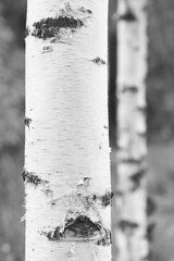 Beautiful birch trees with white bark in summer