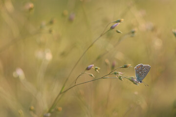 Schmetterling in der Natur - butterfly in nature - papillon dans la nature