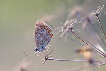 Fototapeta premium Schmetterling in der Natur - butterfly in nature - papillon dans la nature