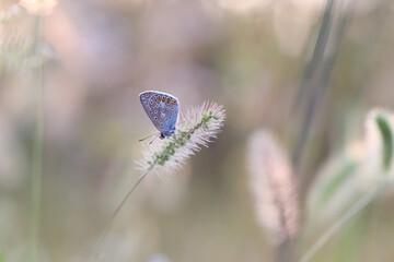 Schmetterling in der Natur - butterfly in nature - papillon dans la nature