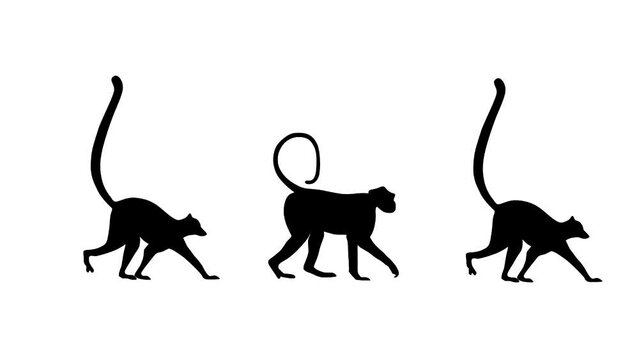 Walking lemurs and monkey, animation on the white background (seamless loop)