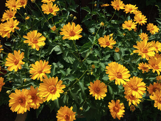 Yellow daisies in  summer garden on a sunny day.