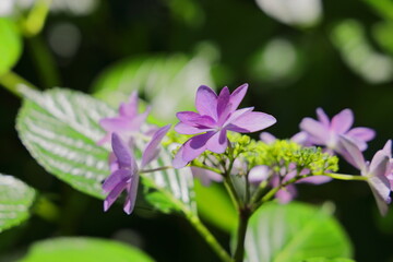 梅雨の晴れ間に映える満開の綺麗な薄紫の紫陽花