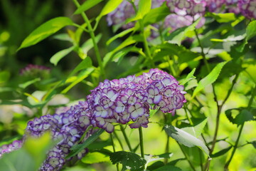 梅雨の晴れ間に映える満開の綺麗な白とピンクの紫陽花