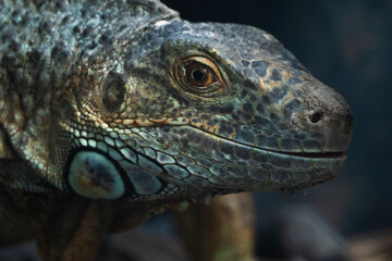 close up of iguana