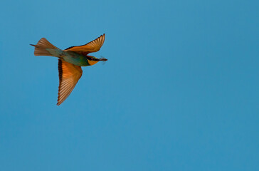 red and yellow feathers