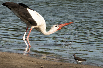 Beautifull Stork in action on the river