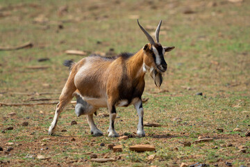 impala in the savannah