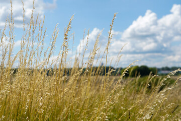 Fototapeta premium Tall dry yellow grass in the field with blue sky with white clouds, rural countryside landscape