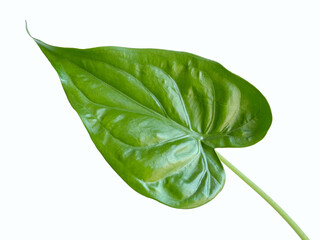 fresh leaf , big green leaf isolated on white