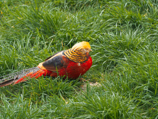 Golden pheasant or Chrysolophus pictus, also known as Chinese pheasant. Bright bird with rainbow colored feathers in grass.