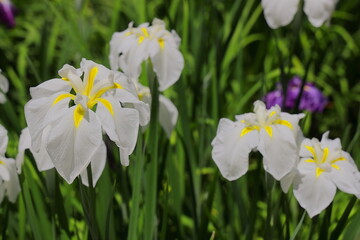 梅雨の晴れ間に大輪の花を咲かせるハナショウブ