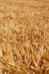 Agriculture et ressources alimentaires - gros plan sur des épis d'orge dans un champ de céréales avant la moisson