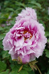 Obraz premium Pink flower - Innsbruck, Austria. 
