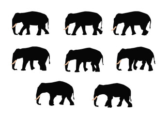 Image sequence for elephant walk cycle, for animation.