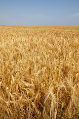 Agriculture et ressources alimentaires - gros plan sur des épis d'orge dans un champ de céréales avant la récolte