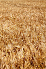 Agriculture et ressources alimentaires - gros plan sur des épis de blé dans un champ de céréales avant la moisson