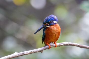 kingfisher on branch