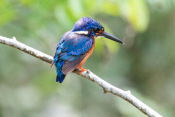 kingfisher  back side
