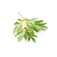 Artemisia absinthium, a branch of fresh wormwood plant close up isolated on white