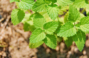 Lemon Balm plant close up, a top view of a bush of Melissa officinalis growing in the garden	